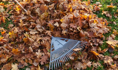 Plastic fan rake on pile of dry golden leaves in autumn season. View from above of raked leaves with leaf rake on top, on park grass lawn at sunny morning. Seasonal work, routine, autumn concept.